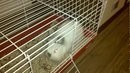 Donez iepure angora pitic cu tot cu cusca foto