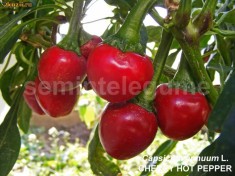Seminte ardei iute - CHERRY HOT PEPPER - 30+ seminte/pachet foto