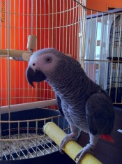 Pui Papagal JAKO 1AN SI 2LUNI(PSITTACUS ERITHACUS)INEL LA PICIOR,BREEDING CERTIFICATE foto
