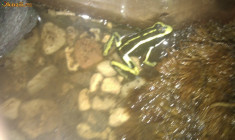 vand broaste exotice dart frogs foto