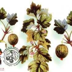 Maxima Agris (Ribes uva-crispa)