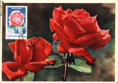 Maxima Trandafir Pink Lustre foto