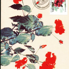 Maxima flori Hibiscus Rosa-Sinensis L