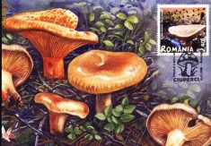 Maxima Ciuperci Bureti porcesti (Pazillus involutus) foto