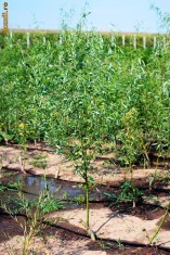 Vand salcie creata (salix energetica) cu inaltimea de 2-3 m din pepiniera propie foto