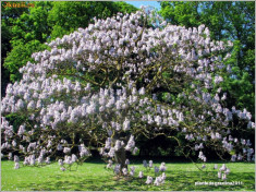 -PAULOWNIA- ARBORELE PRINTESEI- PENTRU PLANTAT foto