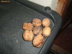 nuci (fruct) in coaja - 7 lei/kg foto
