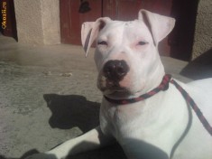 Vand caine Amstaff alb (10 luni ) foto