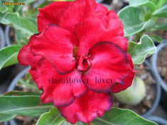 Seminte Adenium Obesum Desert Rose &amp;quot;Kendo&amp;quot; foto