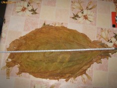 Tutun Natural / FOI intregi de tutun (papusi de tutun)--90 ron /KG foto