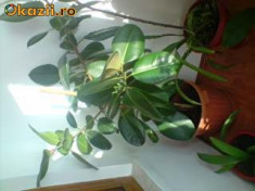 FICUS 1,4 M foto