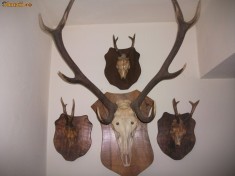 Trofeu cerb carpatin si trofee caprior la super pret !!! foto