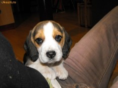 Vand catei beagle in Timisoara foto
