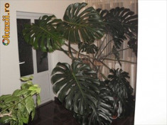 Philodendron(filodendron) foto