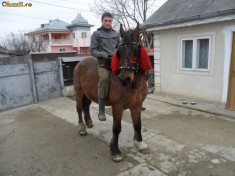 Vand Cal rasa Semigreu Romanesc.Pret negociabil foto