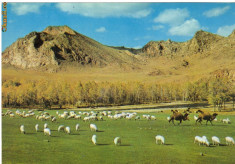 Carte postala ilustrata FAUNA - Animale domestice - oi si camile in Mongolia foto