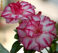 Vanzare Adenium Obesum(Trandafirul Desertului)25 lei foto
