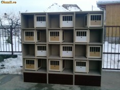 cuibare porumbei la comanda foto