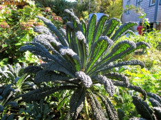 Seminte varza Kale Palmier Nero di Toscana foto