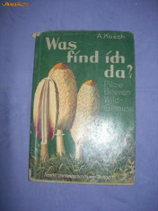 Was find ich da? Pilze Beerren Wild-Gemuse,editat 1936 foto