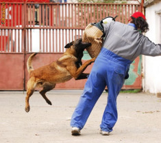 Vand catei ciobanesc belgian malinois cu pedigree foto