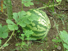 PEPENE VERDE - seminte foto