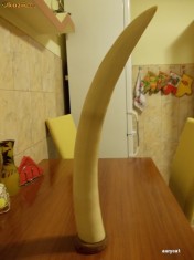 COLT DE FILDES ELEFANT / CORN DE FILDES ELEFANT (1.780 grame) - PRET fara concurenta = 1 Euro / gram foto