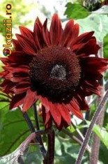 70 Seminte Floarea-soarelui rosie foto