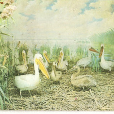 CPI (B492) PELICAN, COLONIE DE PELICANI, NECIRCULATA, EDITURA MUZEUL DELTEI DUNARII - TULCEA, DELTA DUNARII