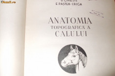 ANANATOMIA TOPOGRAFICA A CALULUI --- V. Ghetie, E. Pastea, I. Th. Rica -- 1955 foto