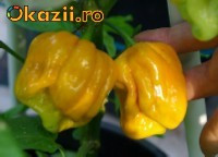 Seminte ardei iute chili &amp;quot; Habanero Mustard &amp;quot; -soi pretios, pentru cunoscatori foto