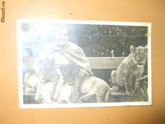 Carte postala animale pui lei femeie banca 1937 foto