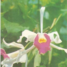 CP 213-67 Iasi -Gradina botanica -Orhidee -necirculata -starea care se vede
