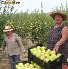 PUIETI GUTUI cu FRUCTE URIASE , pret 19 /buc foto