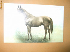 Carte postala echitatie cal animale Anglia Derby Winner 1900 Diamond Jubilee foto