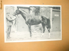 Carte postala echitatie cal animale Anglia Famous horses Solicitor foto