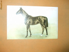 Carte postala echitatie cal animale Anglia Derby Winner 1902 Ard Patrick foto