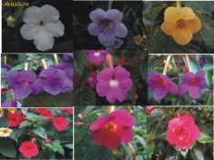 achimenes- rizomi foto