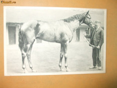 Carte postala echitatie cal animale Anglia famous horses Carabine foto