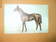 Carte postala echitatie cal animale Anglia Ard Patrick foto