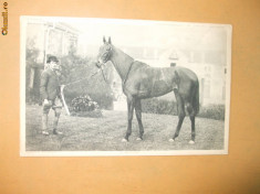 Carte postala echitatie cal animale Anglia famous horses Sceptre foto