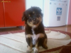 catelus bichon havanese, foto