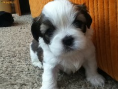 Vand pui Lhasa Apso foto