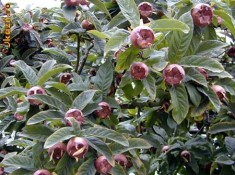 Pomi fructiferi - Nuspui ( Mosmon ) foto