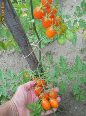 SEMINTE DE ROSII SOIUL CHERRY PORTOCALII ,FORMA OVALA foto