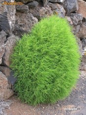 COCHIA TRYCHOPHYLLA SAU TUFA DE FOC foto