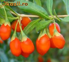 Seminte Goji (Fructul Longevitatii ) foto