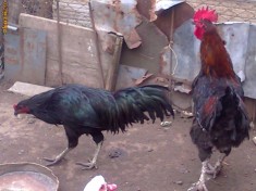 Cocosi Sumatra (de lupta) si Marans foto