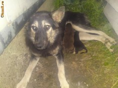 DONEZ caine metis ciobanesc german in Suceava foto
