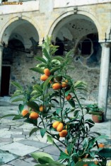 KUMQUAT sau Portocal Japonez - (copacel de 80 cm cu fructe) foto
